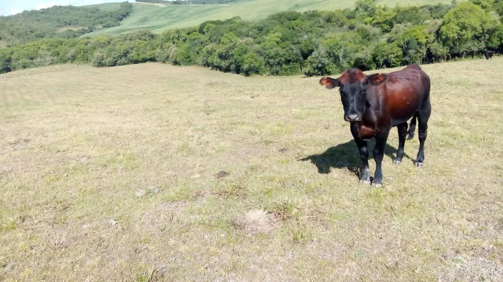 Estiagem provoca perdas de R$ 48 milhões em Encruzilhada do Sul