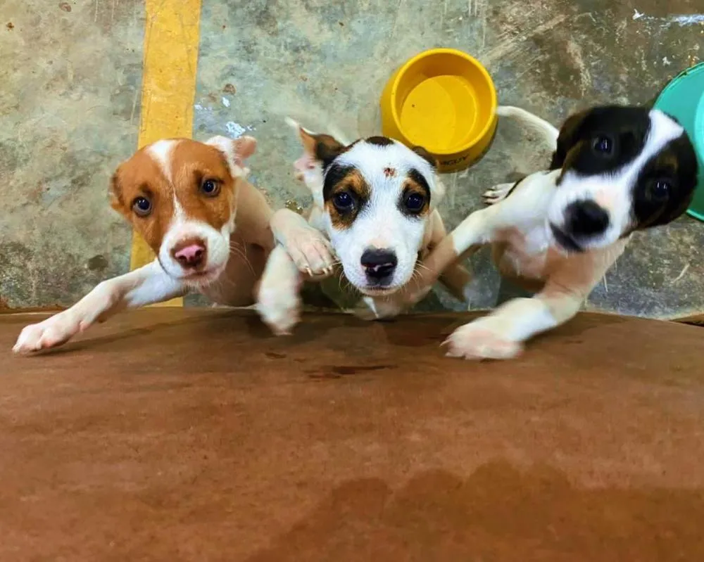Venâncio: 1ª Feira de Adoção de animais do ano ocorre no próximo fim de semana