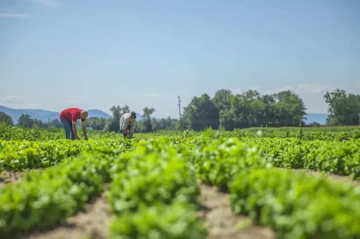 Setor de atendimento ao produtor rural atende em novo local junto à Sosur