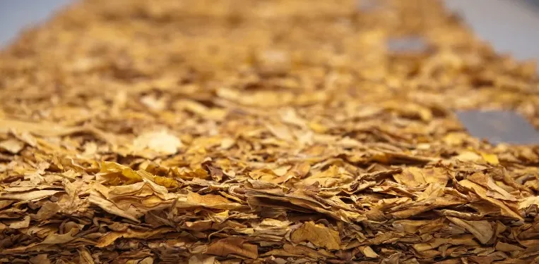 Exportações de tabaco alcançam quase US$ 3 bilhões em 2024